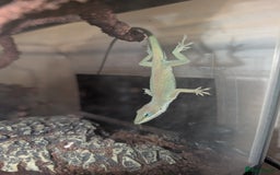Anole reptiles for sale: Green anole + tank - Image 1