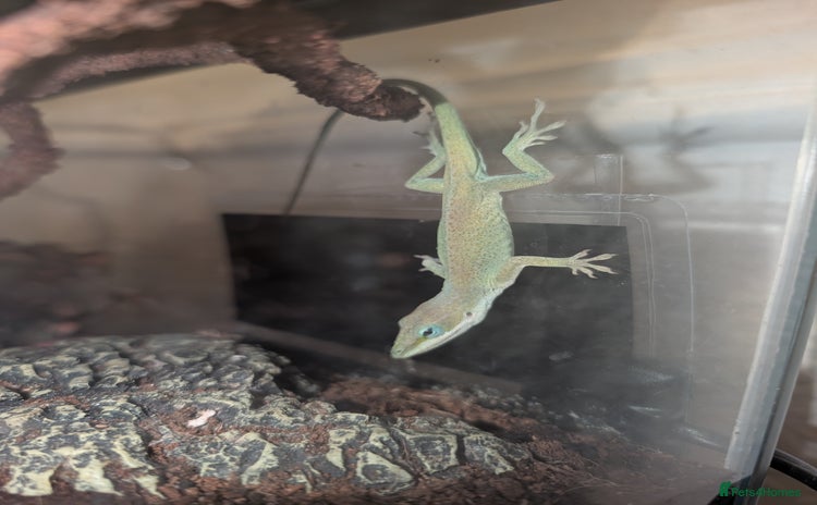 Anole reptiles - Advert 1