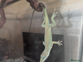Anole reptiles - Advert 16