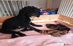 Toy Poodle dogs for sale: Gorgeous Minature Toy Poodles  - Image 4