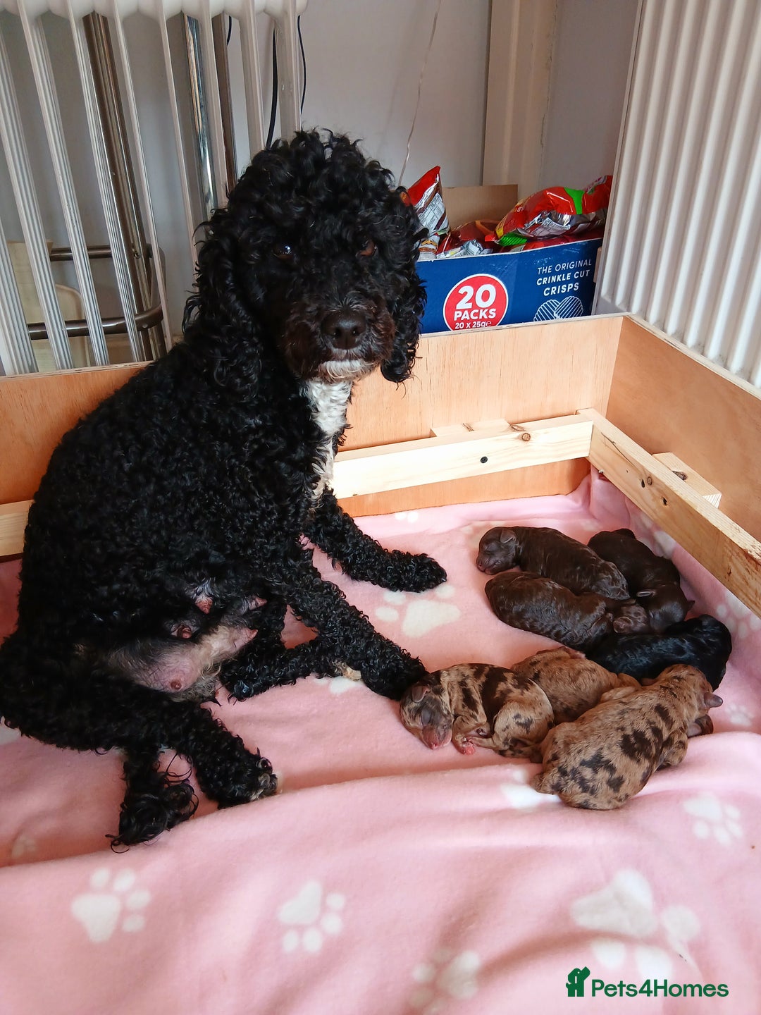 Toy Poodle dogs for sale: Gorgeous Minature Toy Poodles  - Image 4