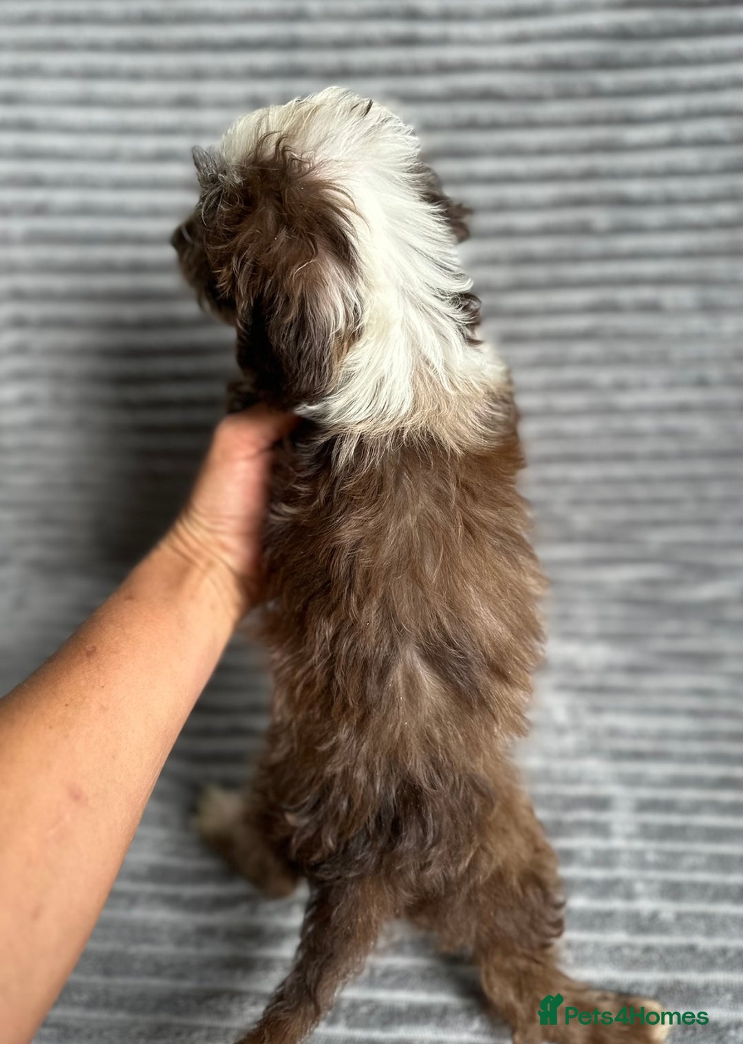 Cockapoo dogs for sale: Beautiful cockapoos looking for forever homes - Image 3