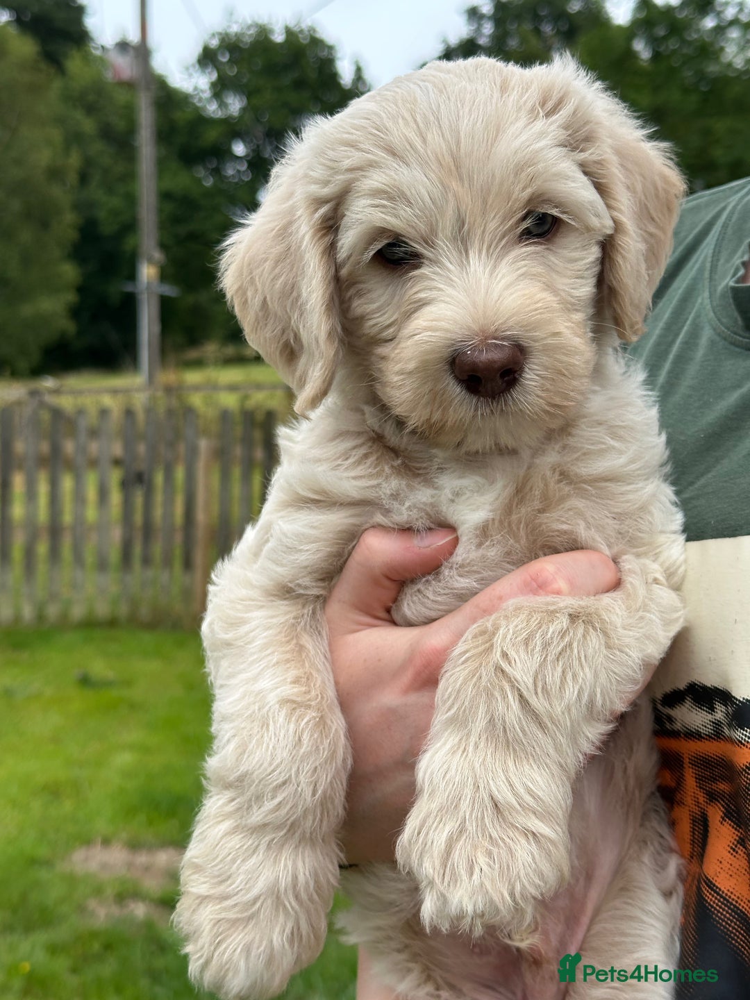 Labradoodle dogs for sale: Beautiful Puppies Ready for the Summer Holidays - Image 17