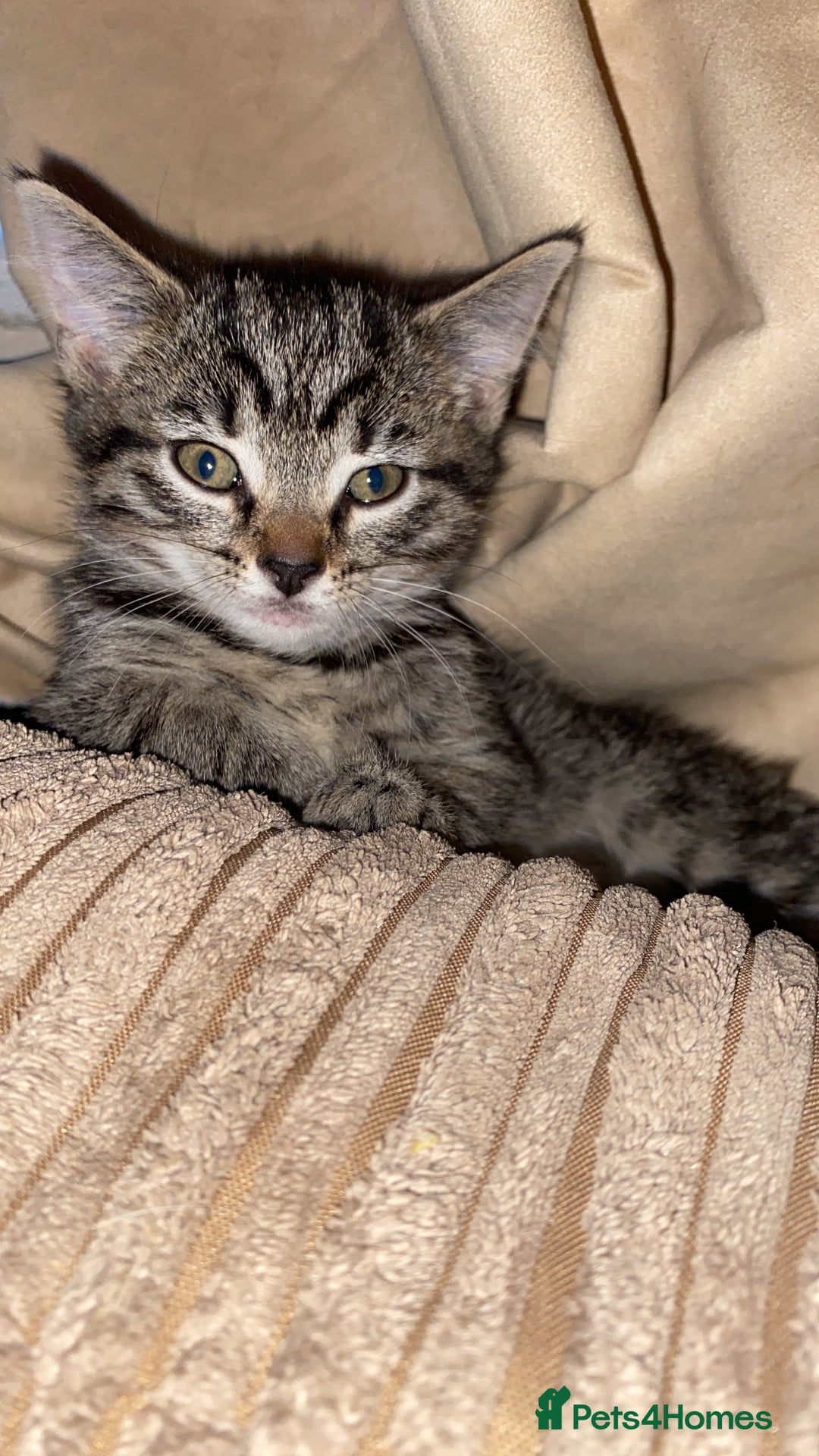 Mixed Breed cats for sale: Two female kittens read description - Advert 9