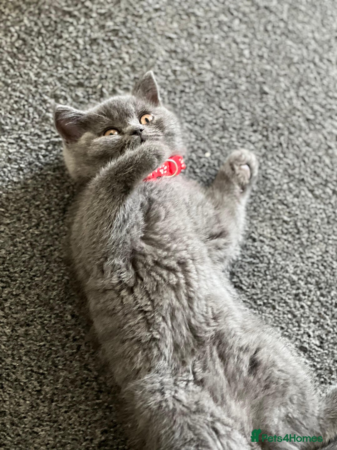 British Shorthair cats for sale: kittens for a new home Forever - Image 6