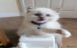Ragamese cats for sale: 🐾💎Ragdoll X Siamese (Ragamese) Kittens💎🐾 - Image 15