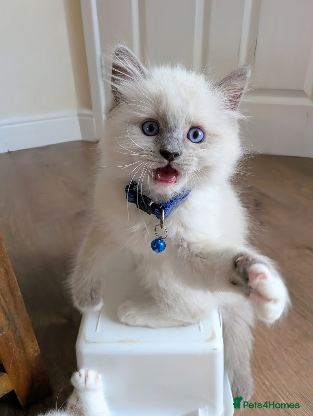 Ragamese cats for sale: 🐾💎Ragdoll X Siamese (Ragamese) Kittens💎🐾 - Image 15
