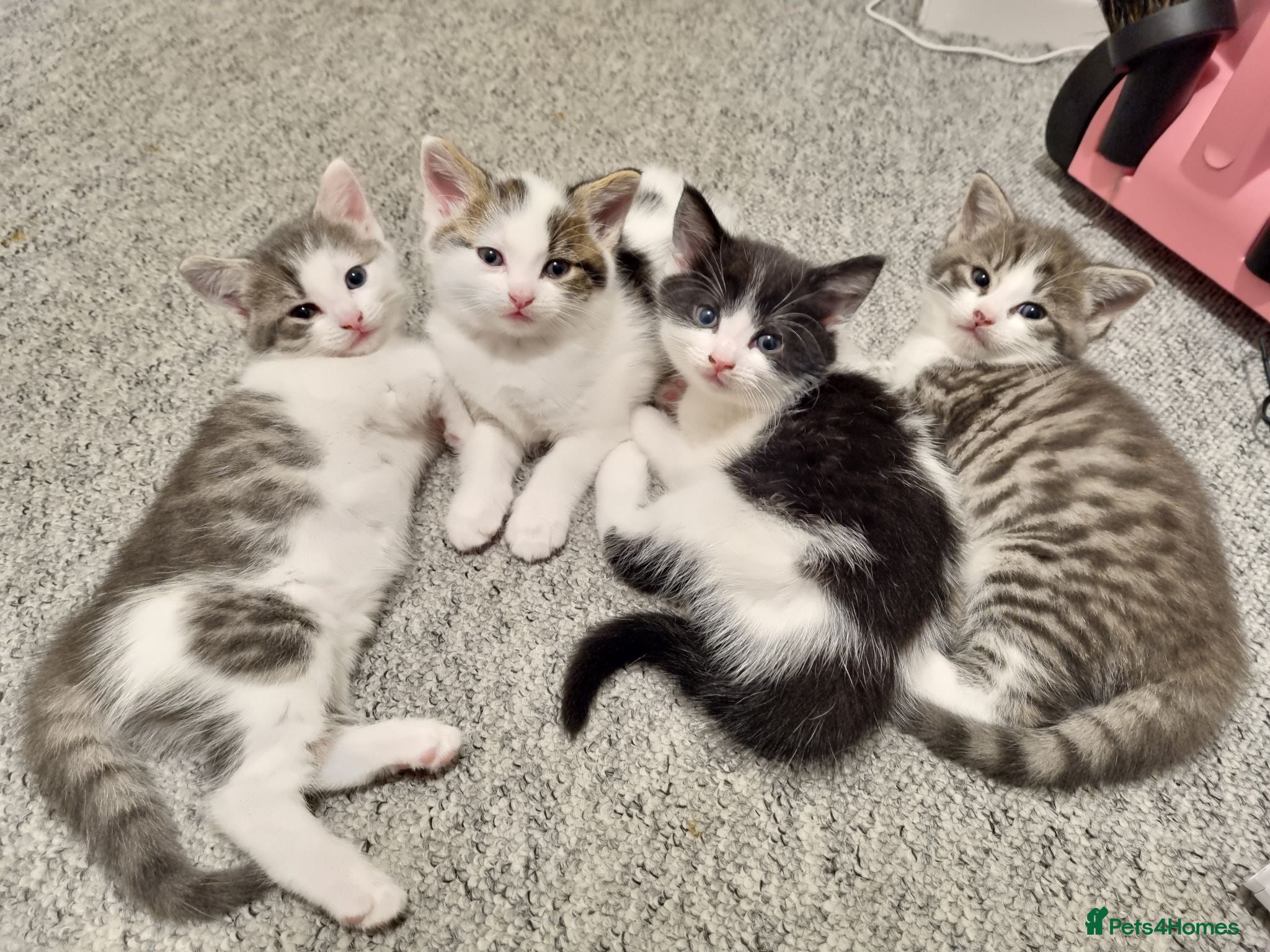 American Shorthair cats Lovely kittens - Advert 9