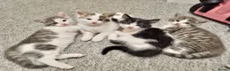 American Shorthair cats for sale: Lovely kittens - Advert 1