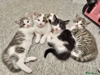 American Shorthair cats Lovely kittens - Advert 7