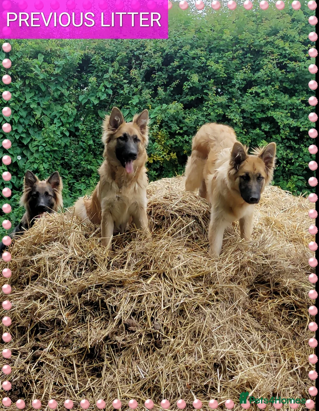 German Shepherd dogs for sale: German shephered puppys 4 boys 2 girls - Advert 18