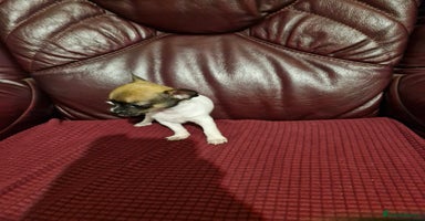 Chihuahua dogs - Advert 9