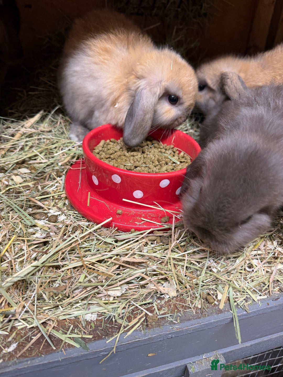 Mini Lop rabbits for sale: Stunning Mini lops vaccinated for sale. All bucks  - Advert 6