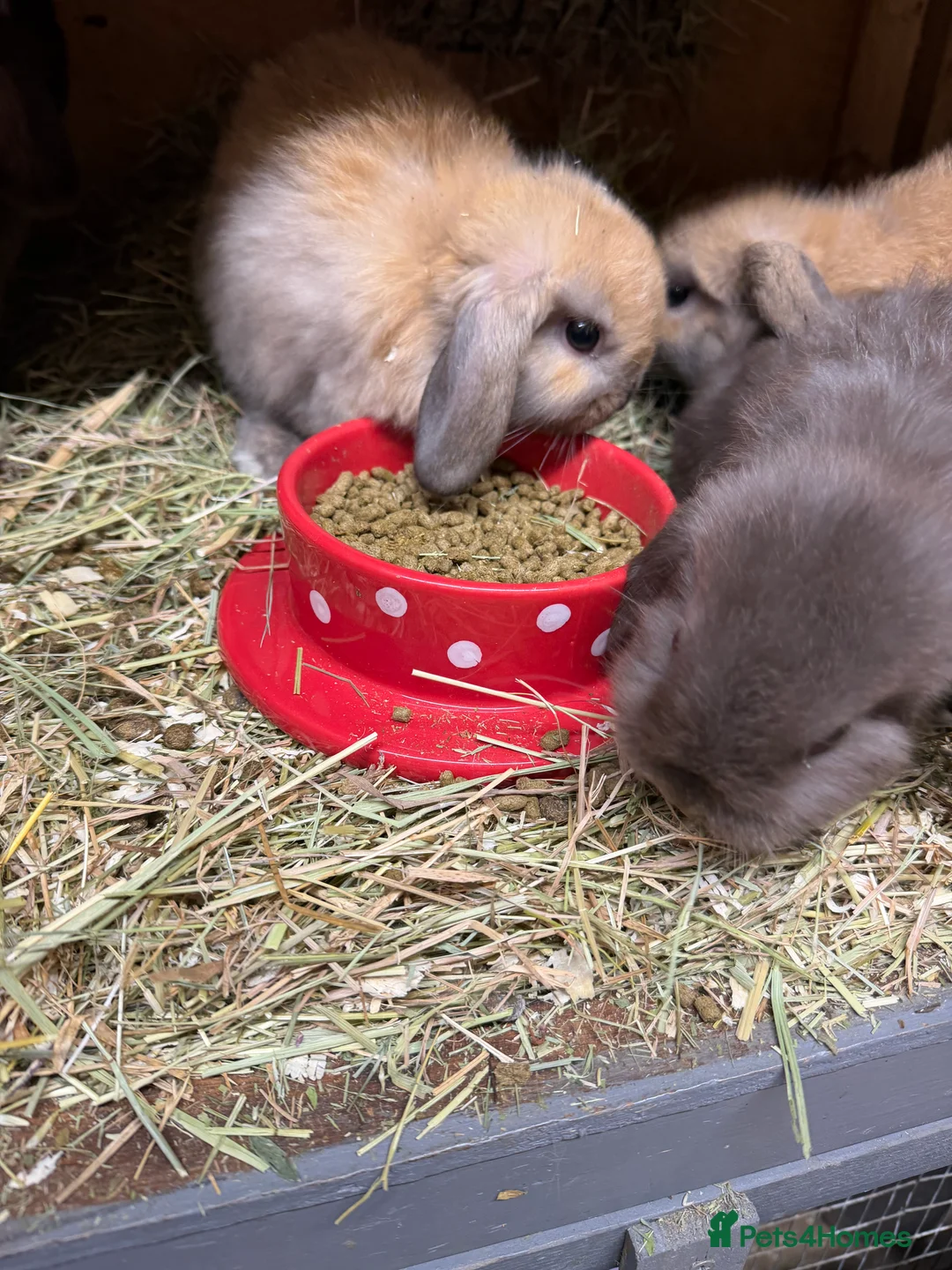 Mini Lop rabbits for sale: Stunning Mini lops vaccinated for sale. Mixed sex  - Advert 6