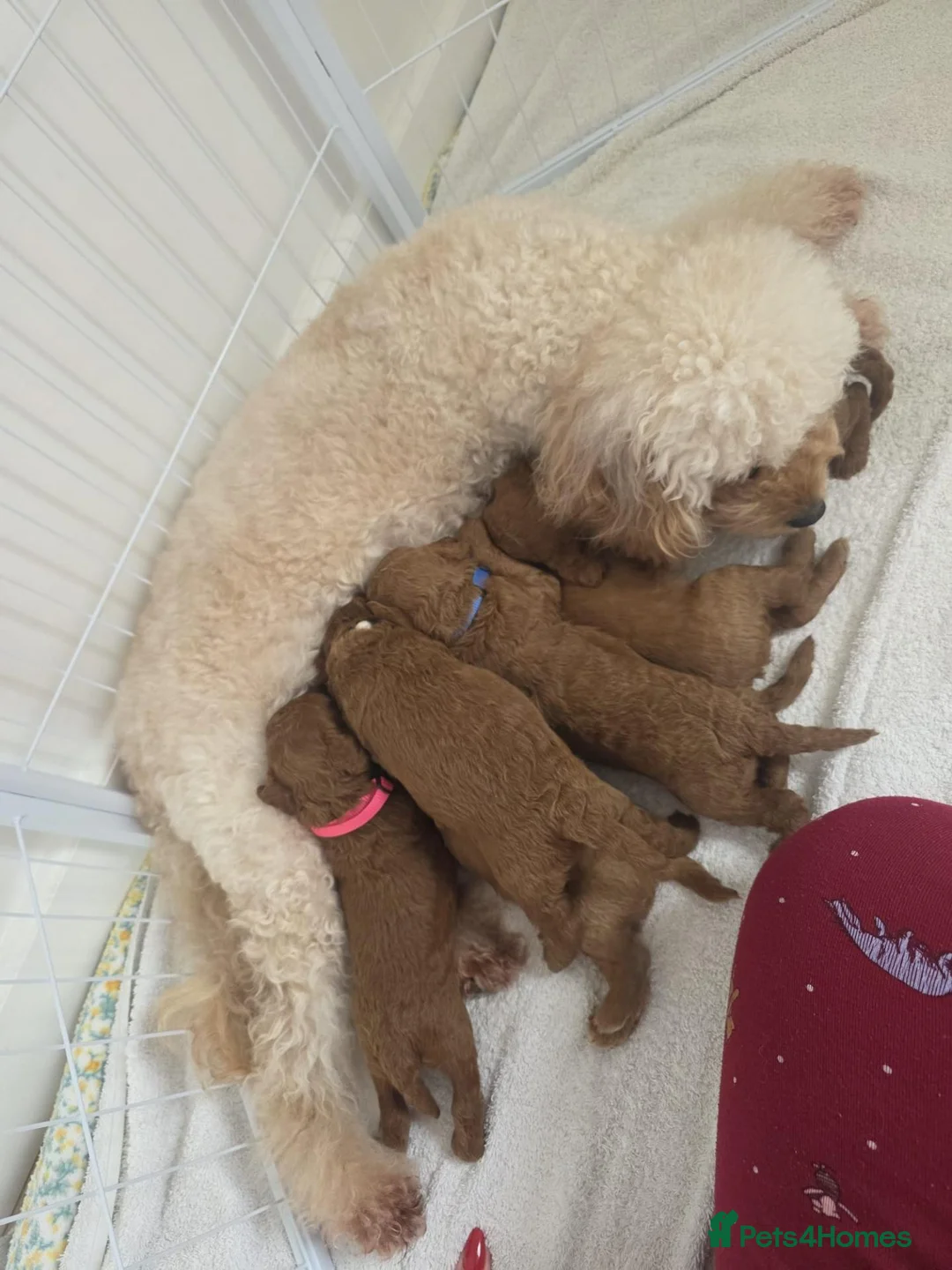 Cavapoo dogs for sale: Loving 6 month Cavapoo - reluctantly rehoming.  - Advert 5