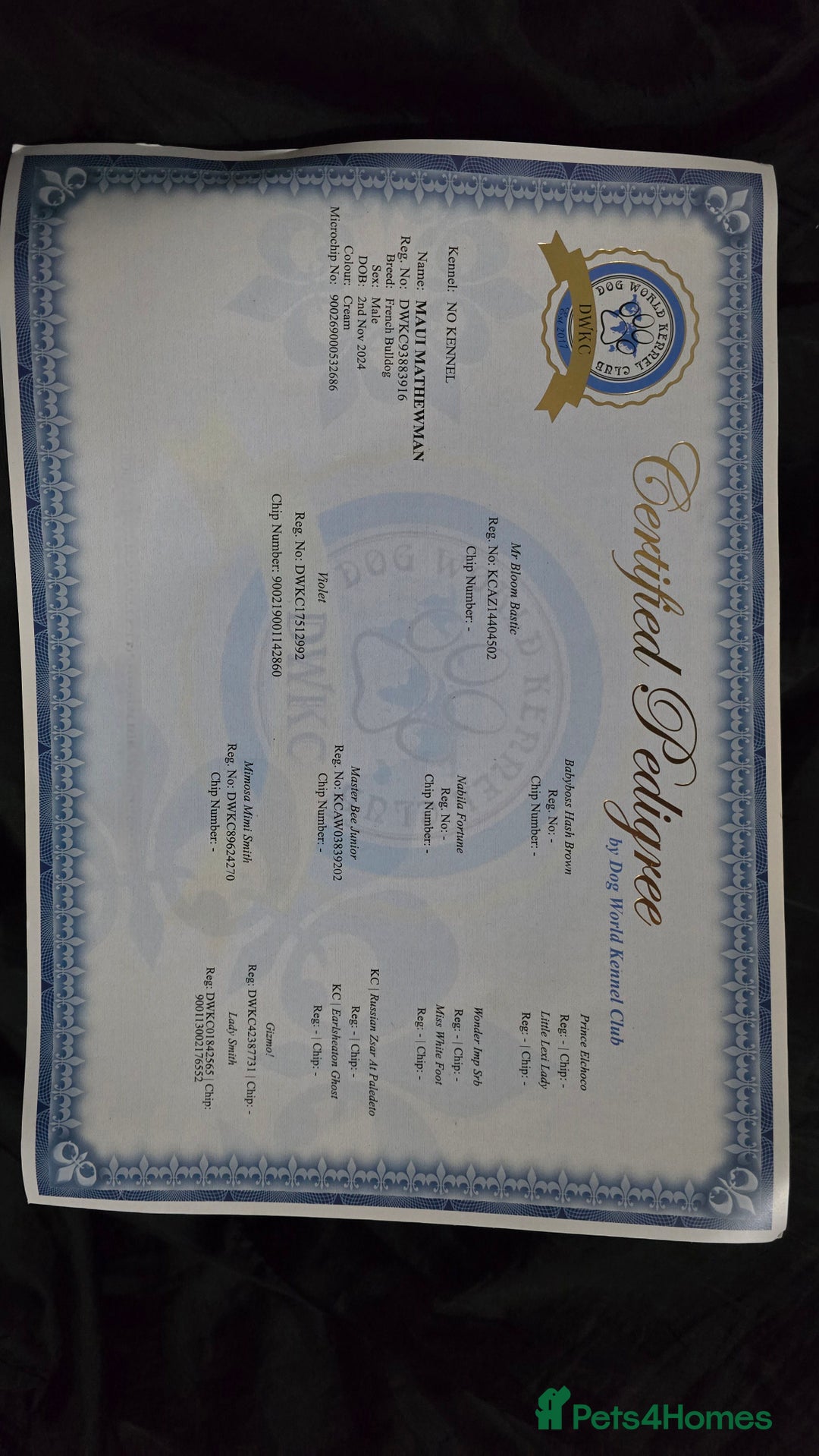 French Bulldog dogs for stud: Fluffy french bulldog for stud  - Advert 2