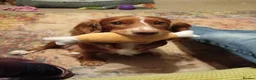 Cocker Spaniel dogs for sale: Working Cocker Spaniel Puppies  in Pulborough - Advert 11