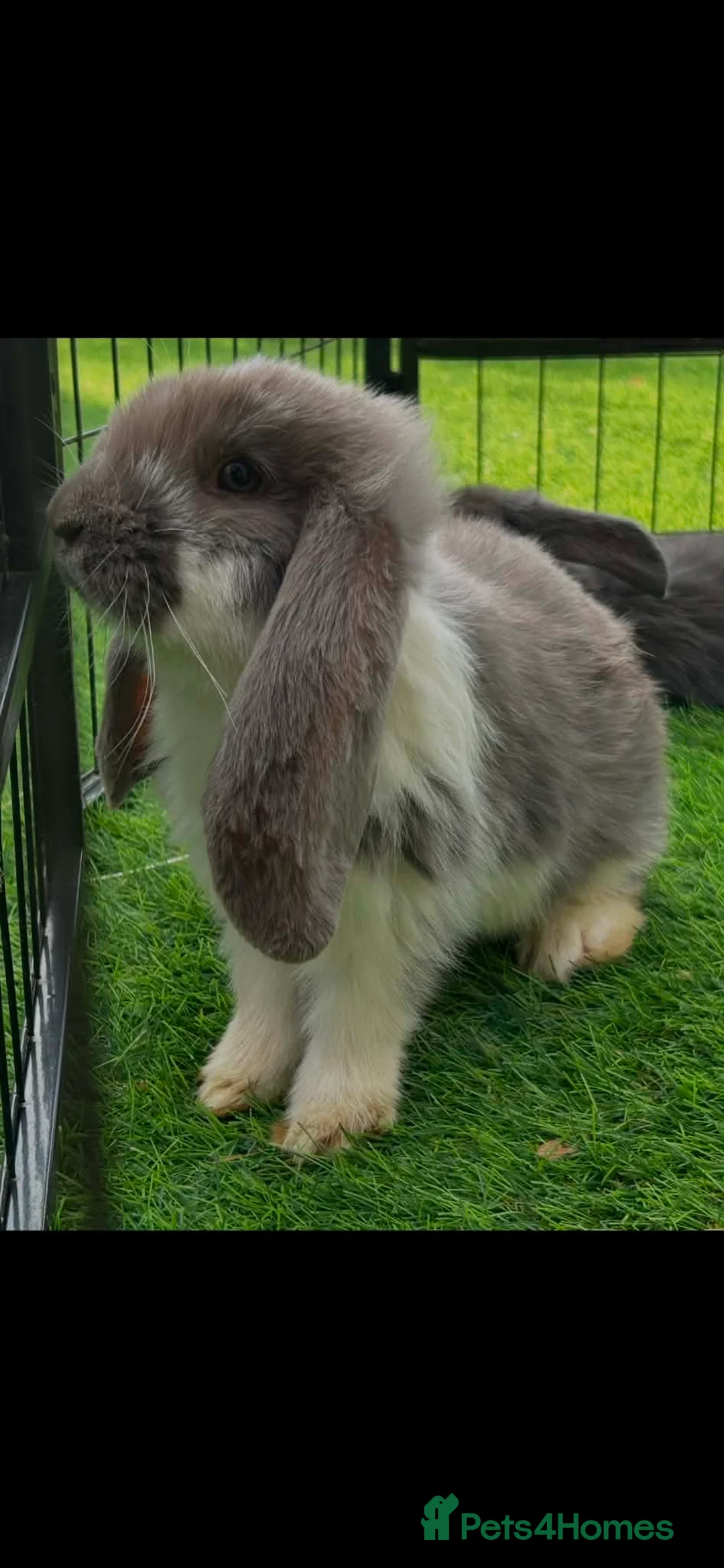French Lop rabbits for sale: Pure French lops - Advert 2