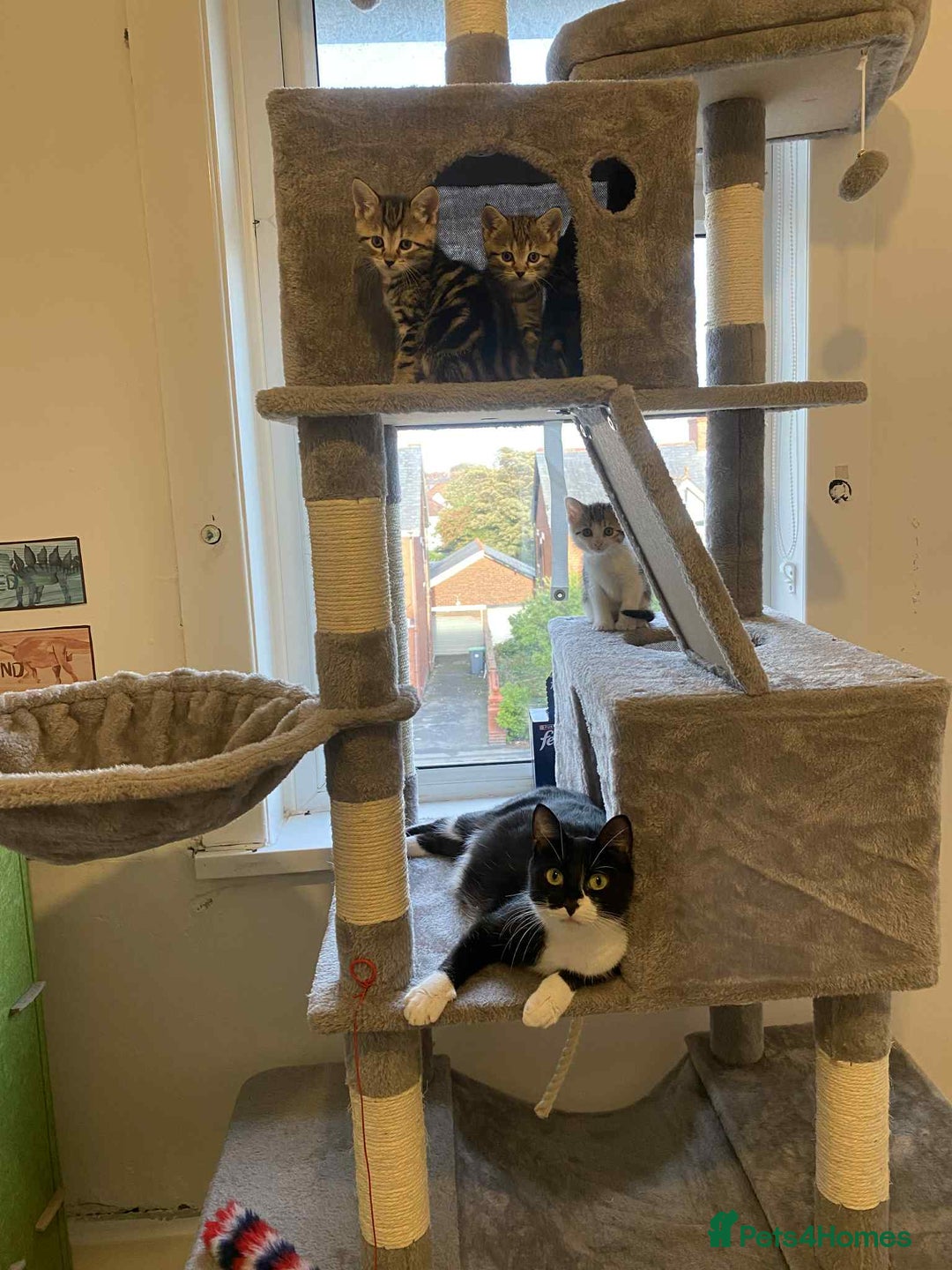 Mixed Breed cats for sale: Adorable Kittens Looking for Forever Homes! 🐱💕 - Image 20