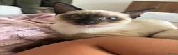 Siamese cats for sale: Siamese Girl Kitten Left *URGENT* - Advert 3