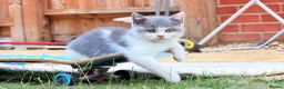 British Shorthair cats for sale: Beautiful Blue & White British Shorthair Kittens in Stowmarket - Advert 18