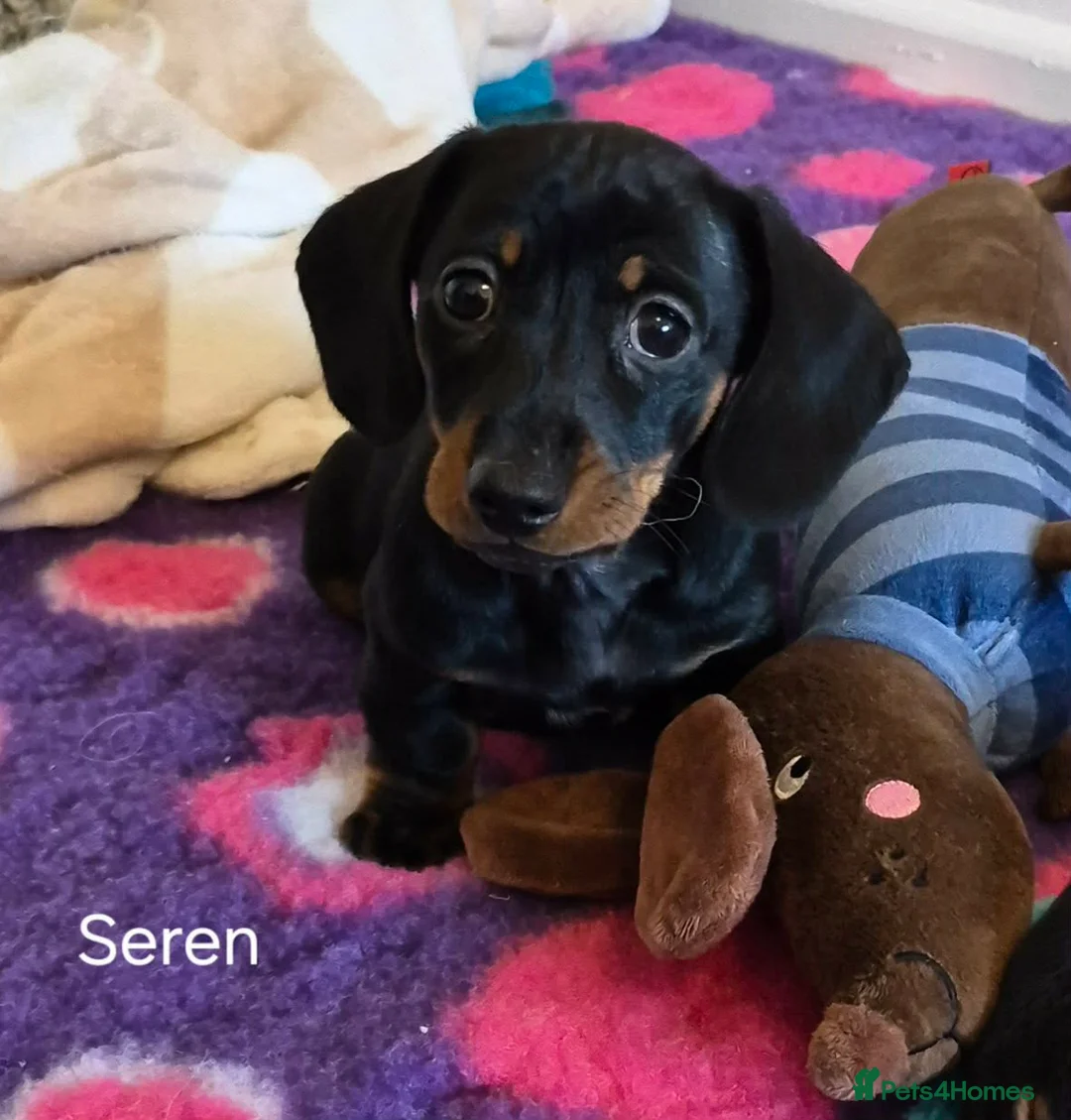 Miniature Dachshund dogs for sale: SMART KC REGISTERED FEMALE  - Advert 2