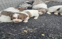 Cockapoo dogs for sale: Cockapoo puppies 🐶  - Image 25