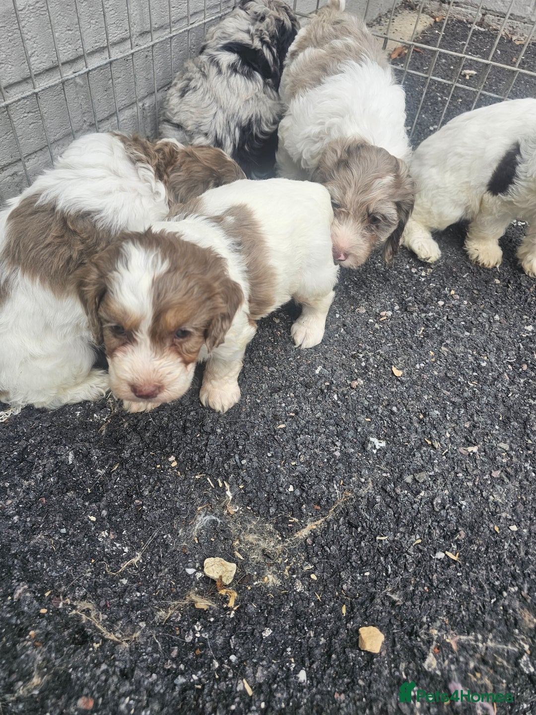Cockapoo dogs for sale: Cockapoo puppies 🐶  - Image 25
