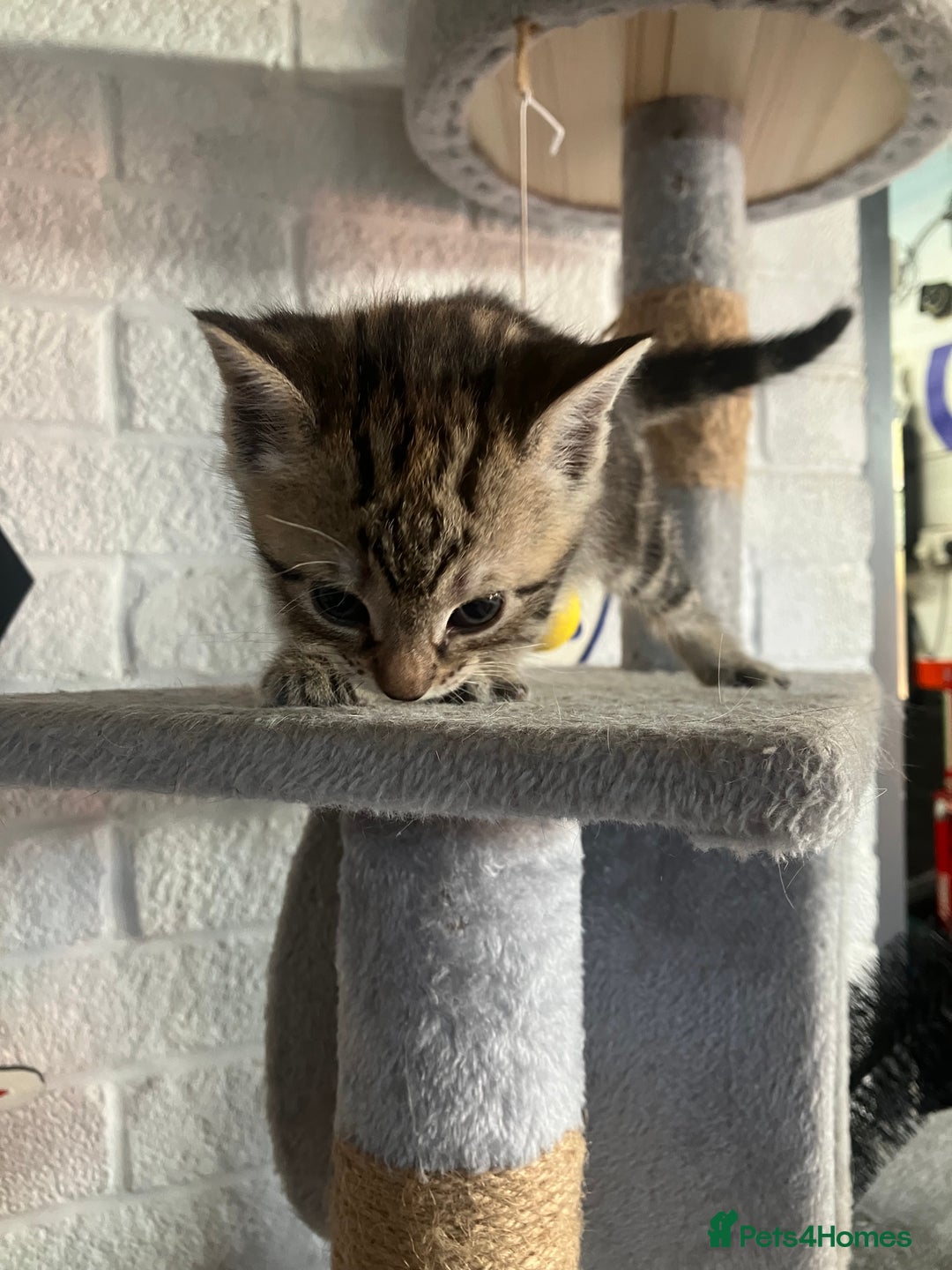 Mixed Breed cats for sale: 3 beautiful kittens  - Image 4