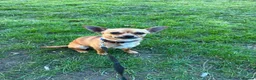 Chihuahua dogs for sale: Chihuahua boy for sale  in Rotherham - Advert 3