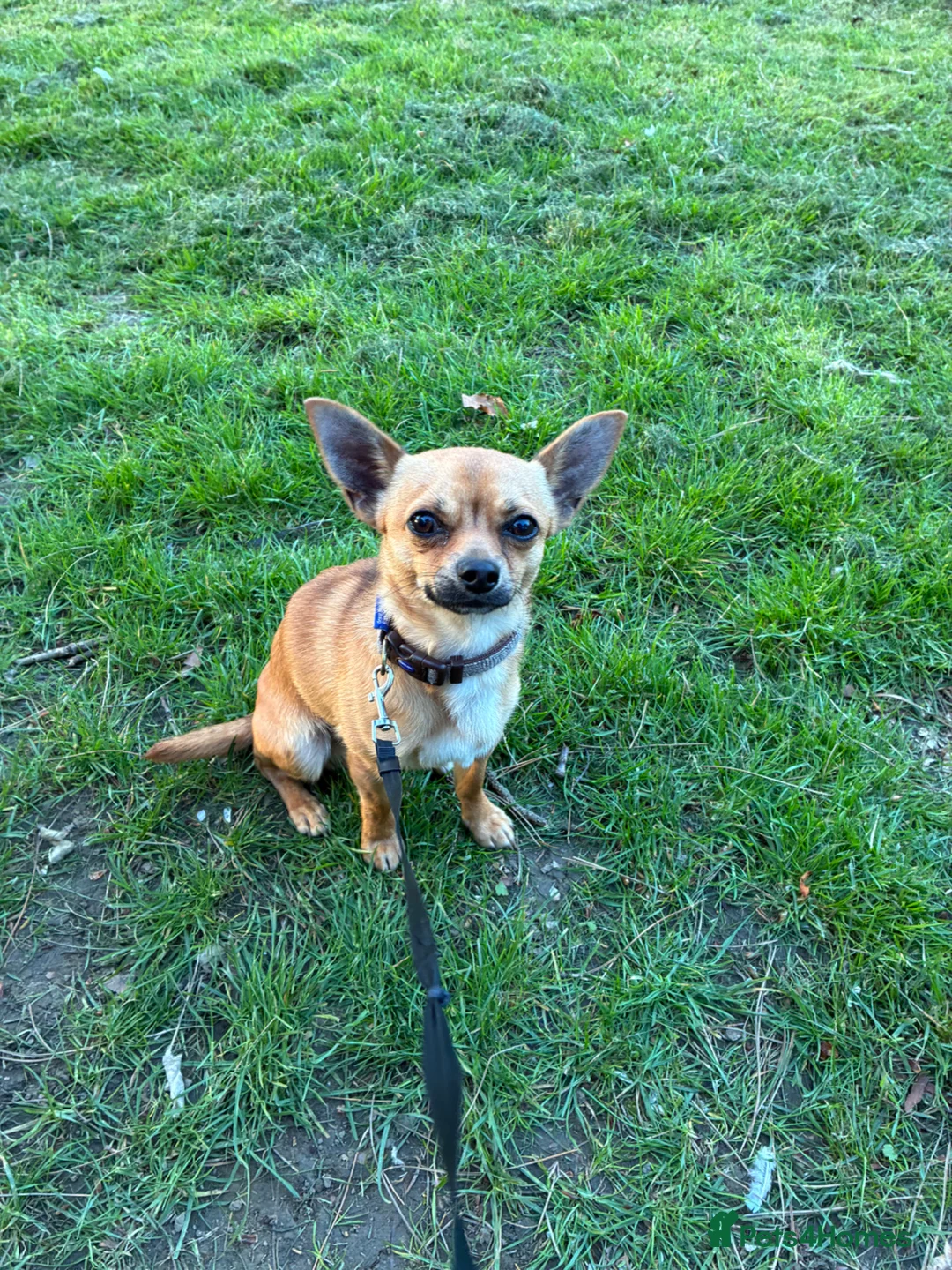 Chihuahua dogs for sale: Chihuahua boy for sale  in Rotherham - Advert 3