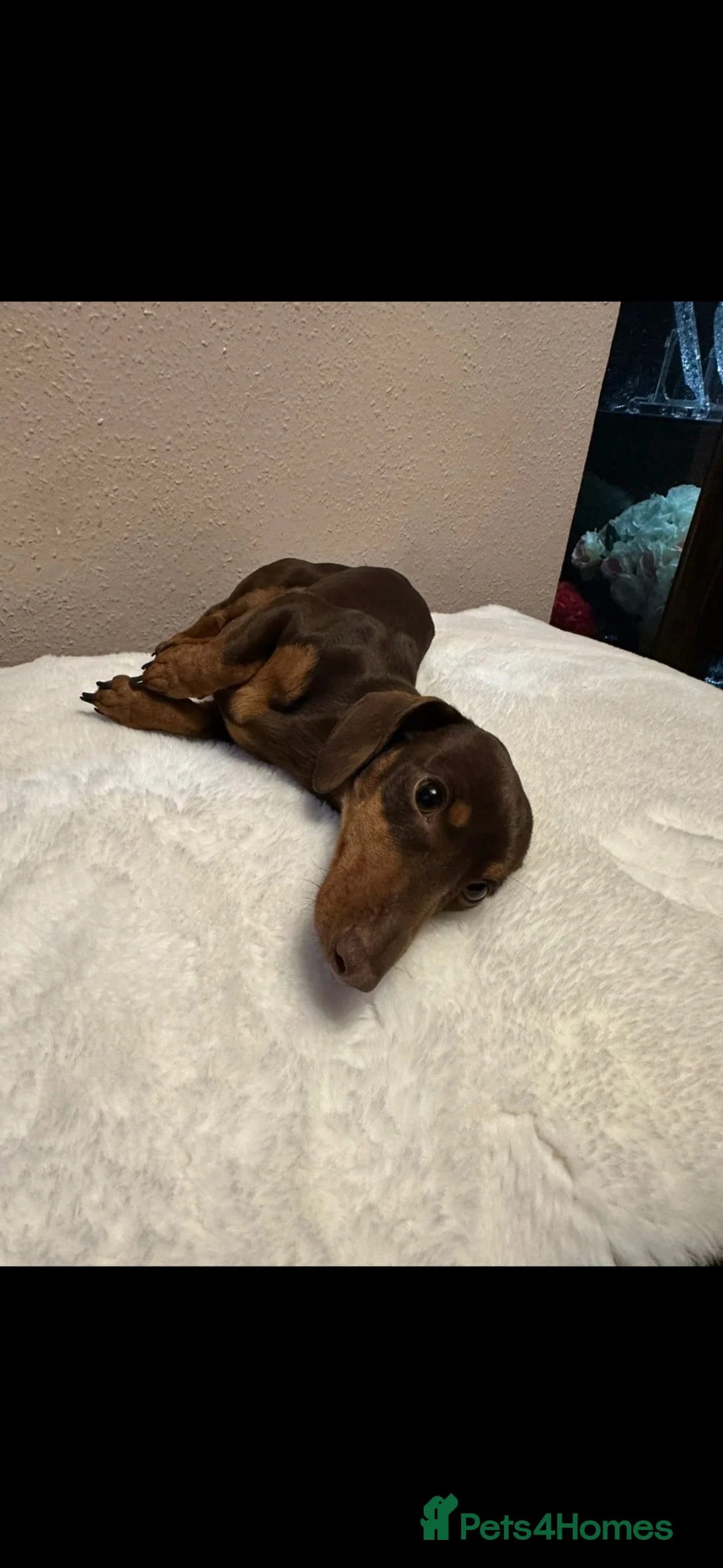 Miniature Dachshund dogs for stud: KC Miniature Dachshund Chocolate & tan  - Advert 4