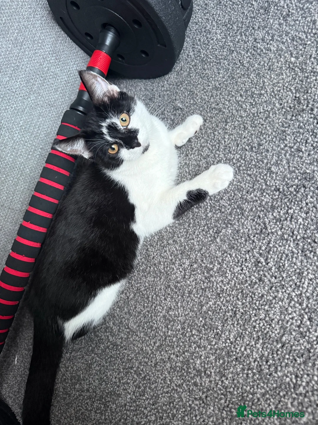 Mixed Breed cats for sale: 2 loving kitten to rehome 🐾  - Advert 4