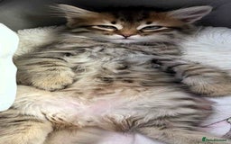 Siberian cats for sale: Beautiful purebred Siberian kittens-Hypoallergenic - Image 20