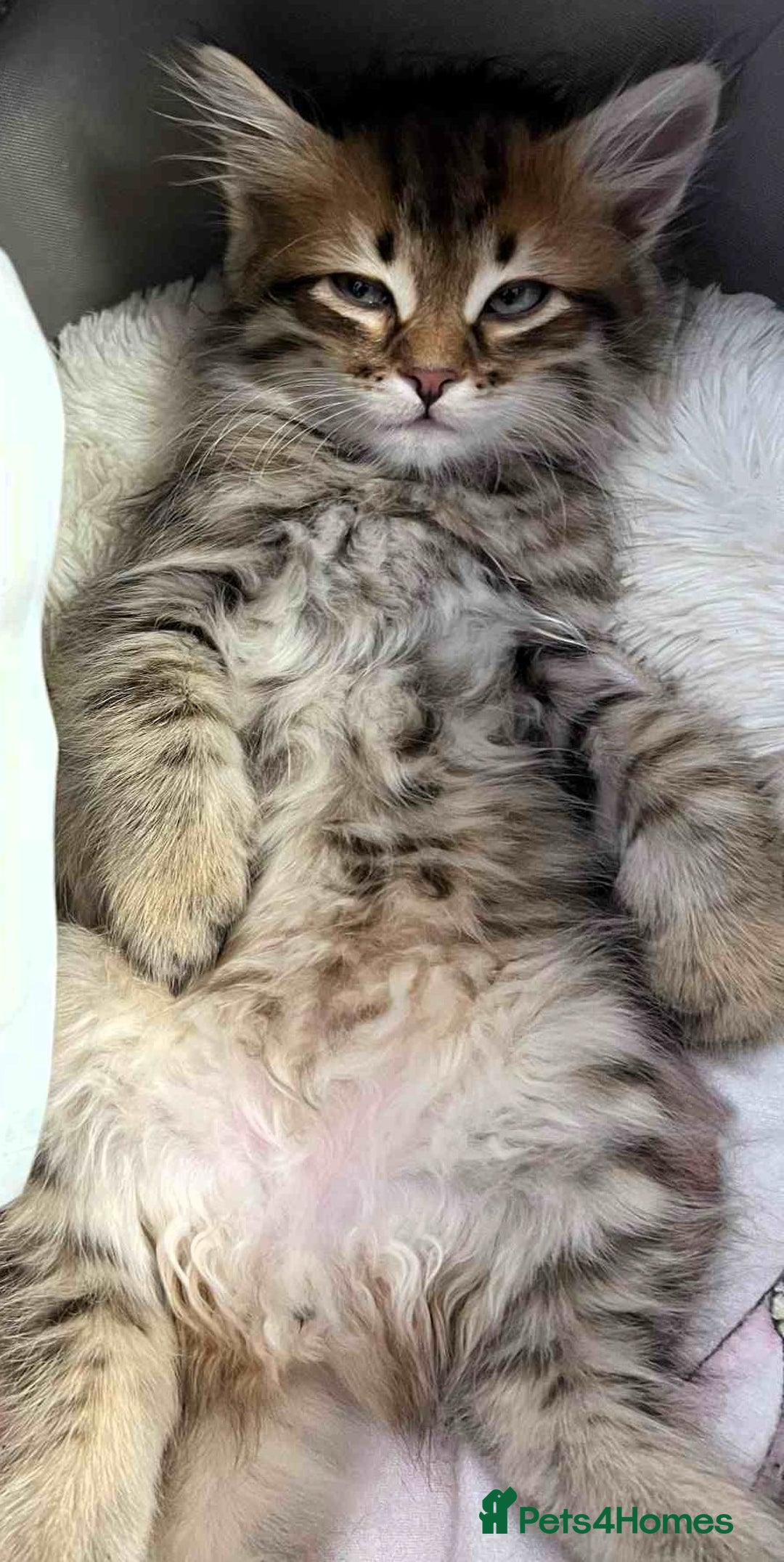 Siberian cats for sale: Beautiful purebred Siberian kittens-Hypoallergenic - Image 20
