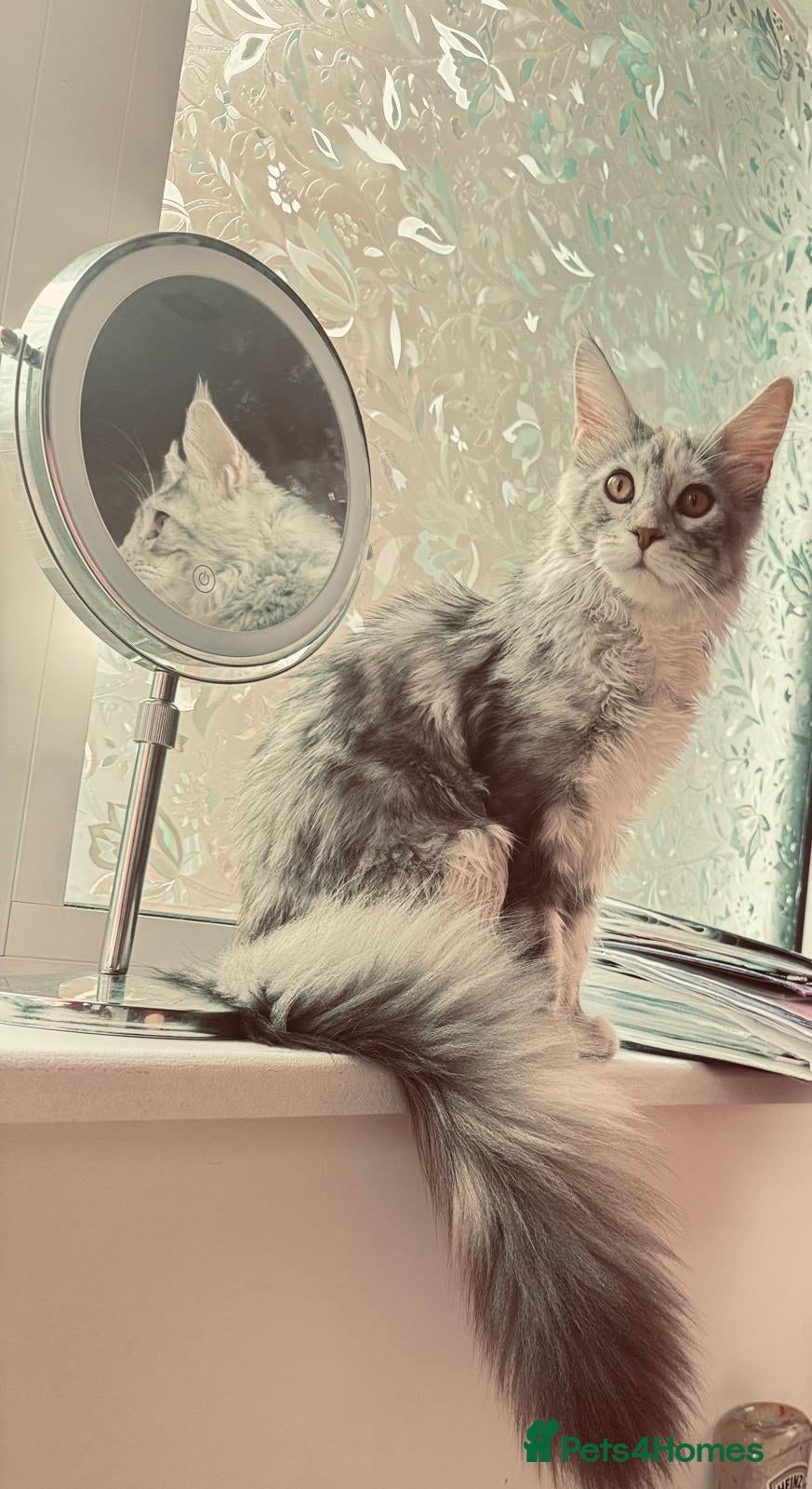 Maine Coon cats 🩷 Stunning Silver Girl she is so cuddly 🩷 - Advert 2