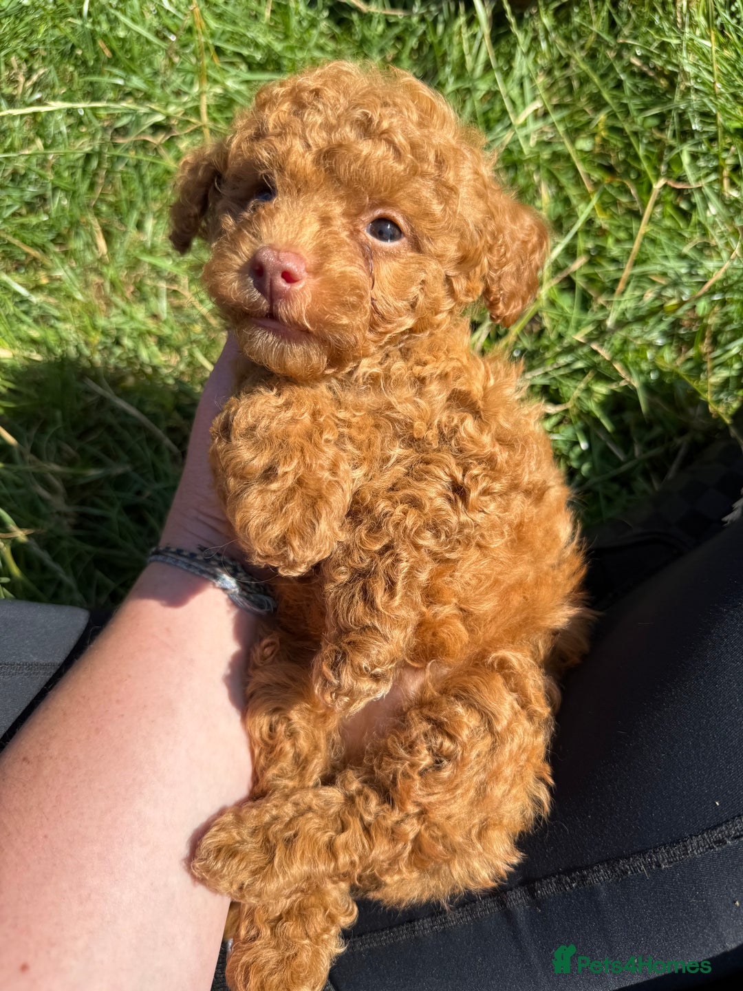 Toy Poodle dogs for sale: Miniature toy poodles - Image 6