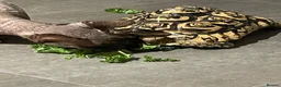 Tortoise reptiles for sale: Leopard tortoise  - Advert 2