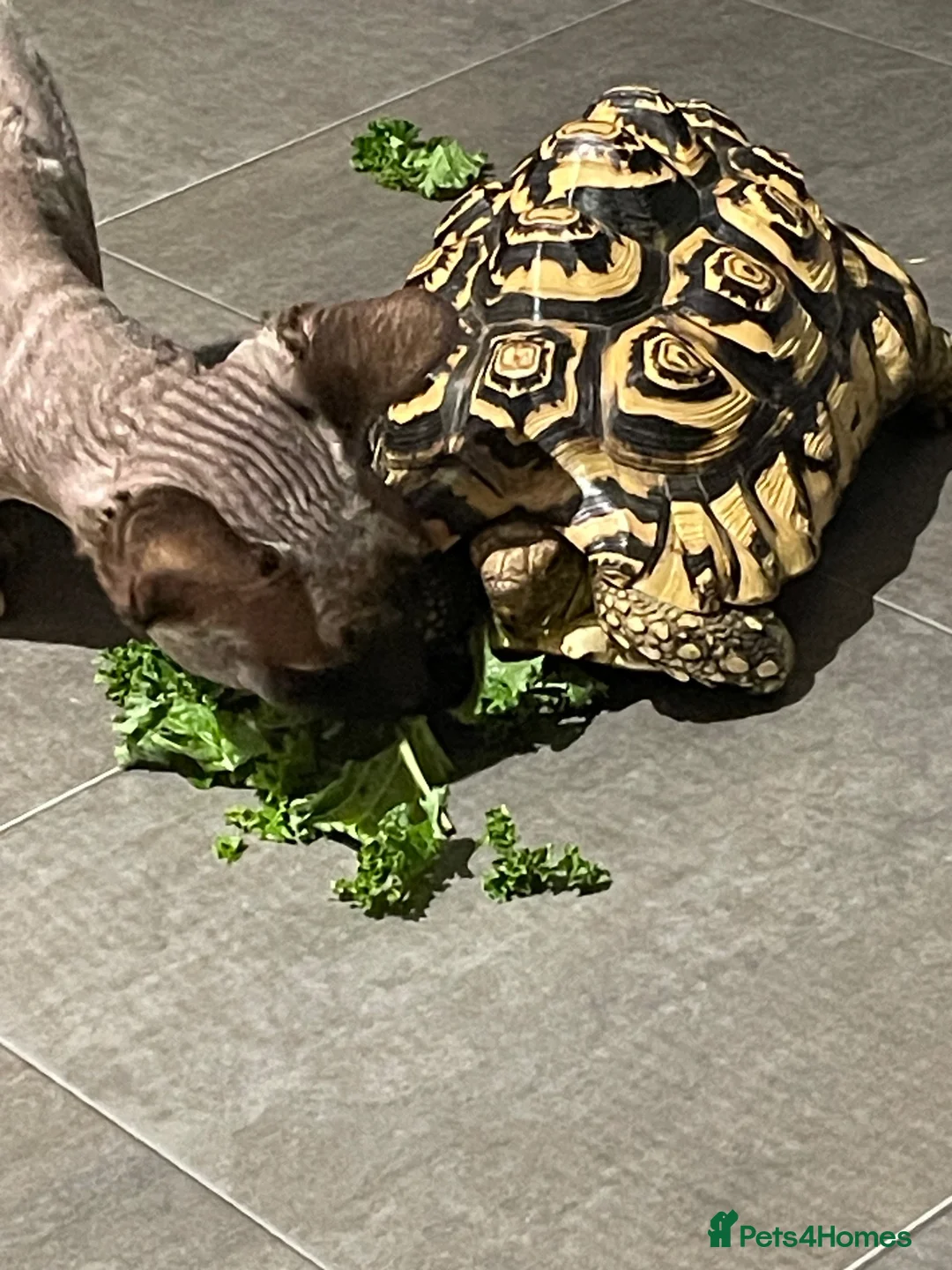 Tortoise reptiles for sale: Leopard tortoise  - Advert 2