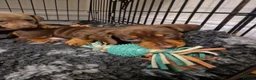 Miniature Dachshund dogs for sale: 3 female minature dachshund puppies  - Advert 9