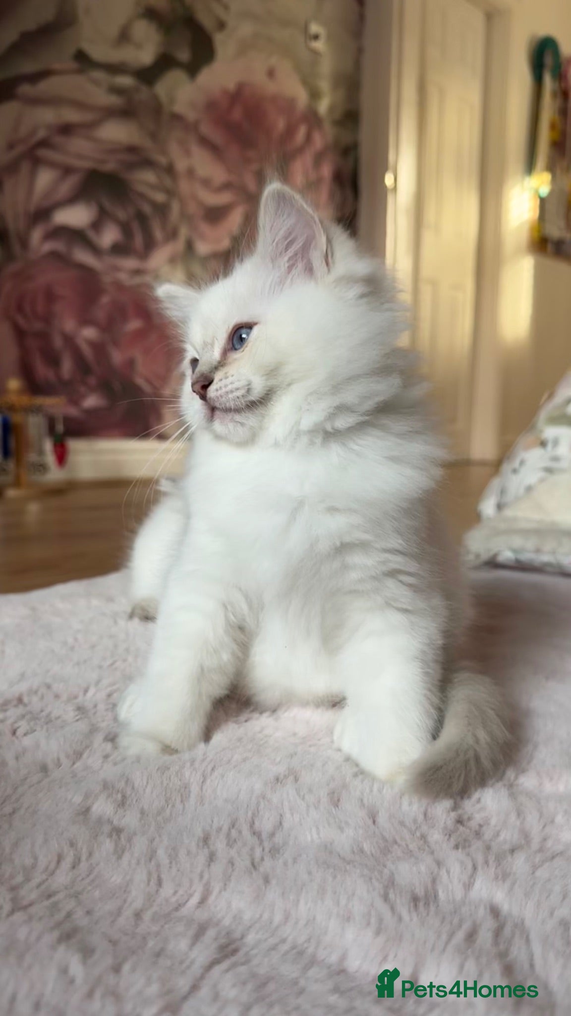 Ragdoll cats GCCF / European bloodline ragdoll kittens  - Advert 1