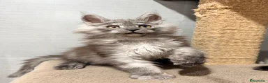 Maine Coon 1