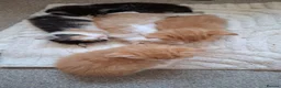 Mixed Breed cats for sale: Female  - Advert 4