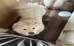 Chow Chow dogs for sale: 2 female chow chow  - Image 8