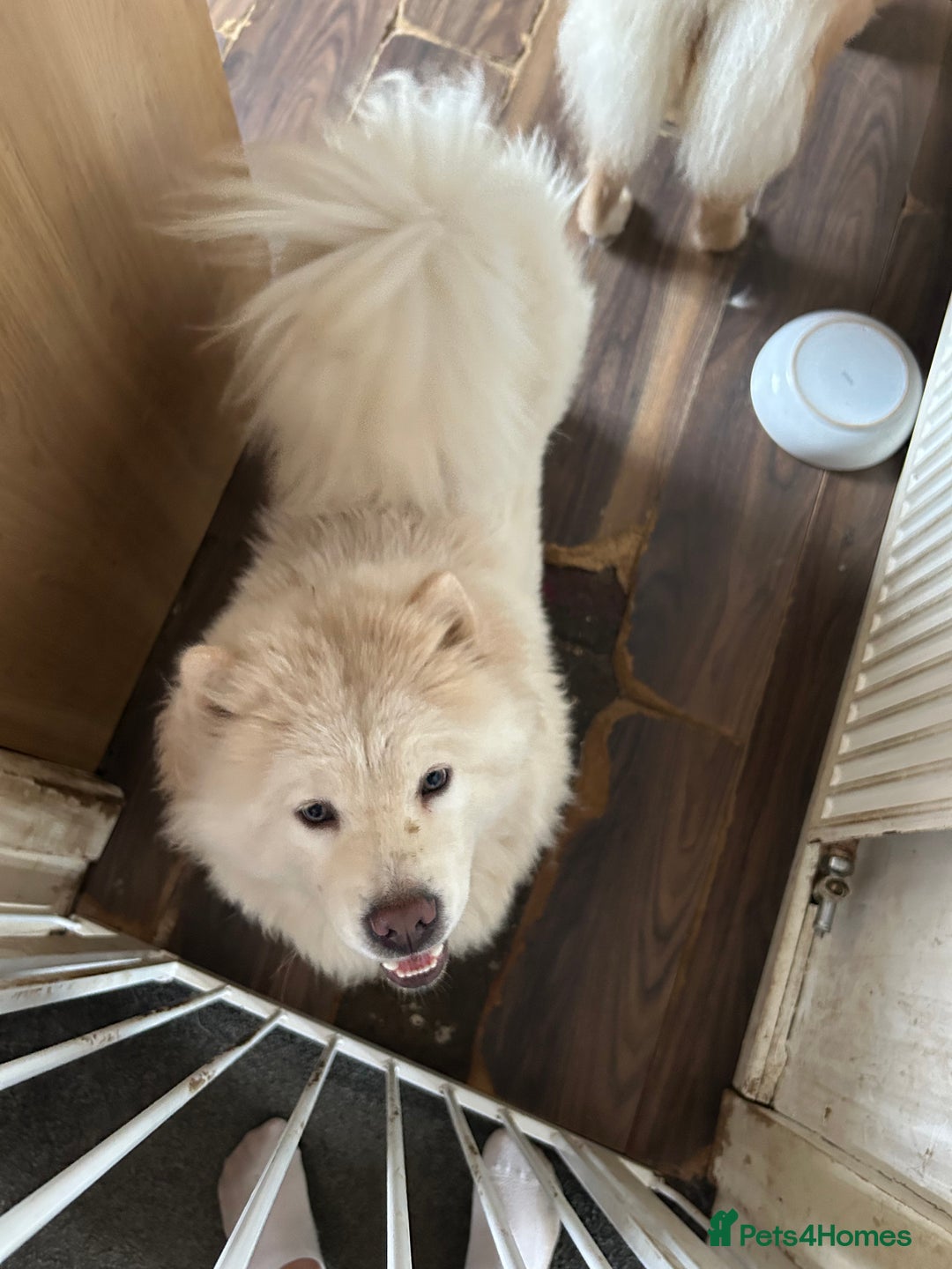 Chow Chow dogs for sale: 2 female chow chow  - Image 8