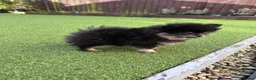 Pomeranian dogs for sale: Black and Tan girl  - Advert 1