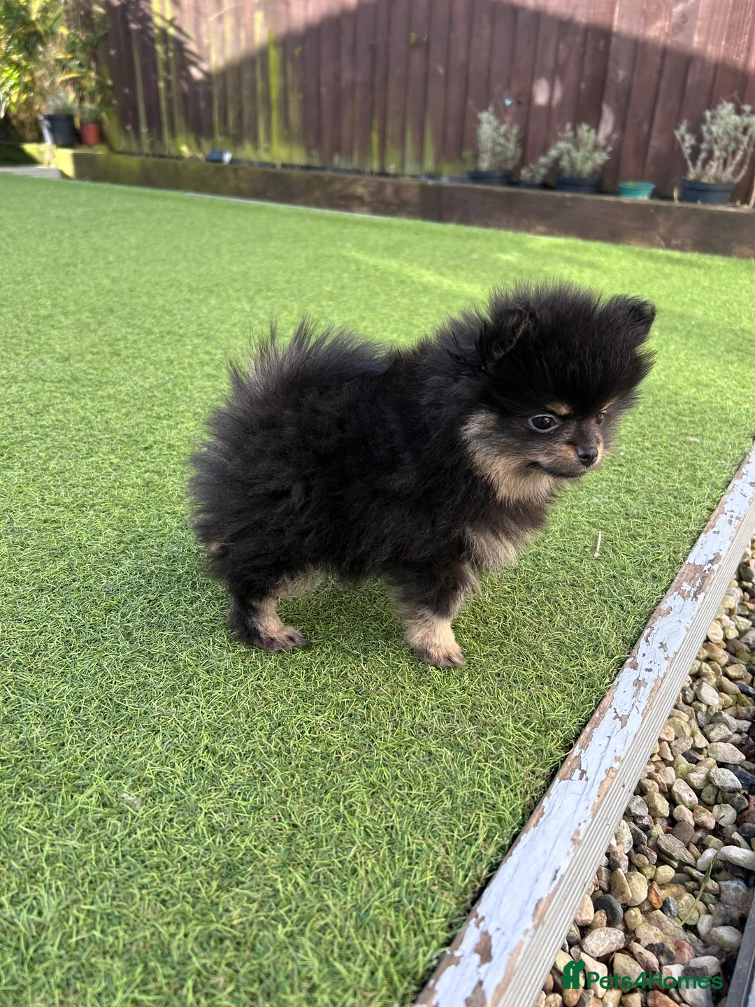 Pomeranian dogs for sale: Black and Tan girl  - Advert 1