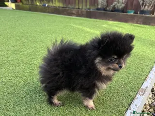 Pomeranian dogs Black and Tan girl - Advert 3