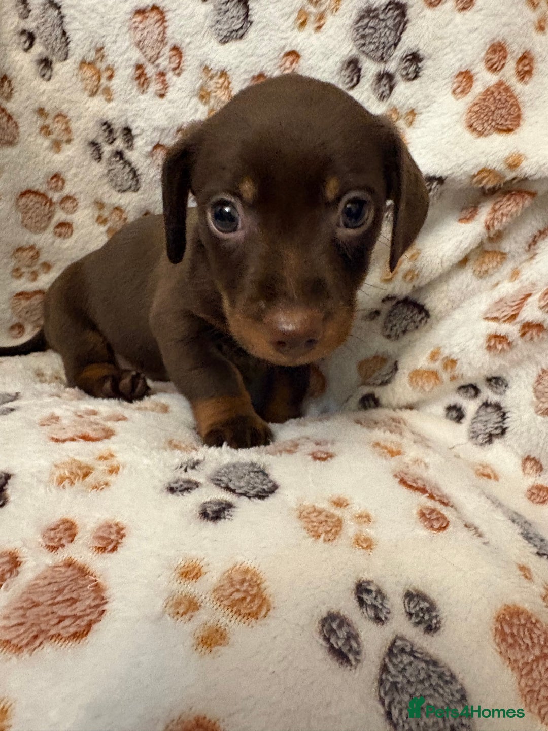 Mixed Breed dogs for sale: Daxie jacks - Advert 8