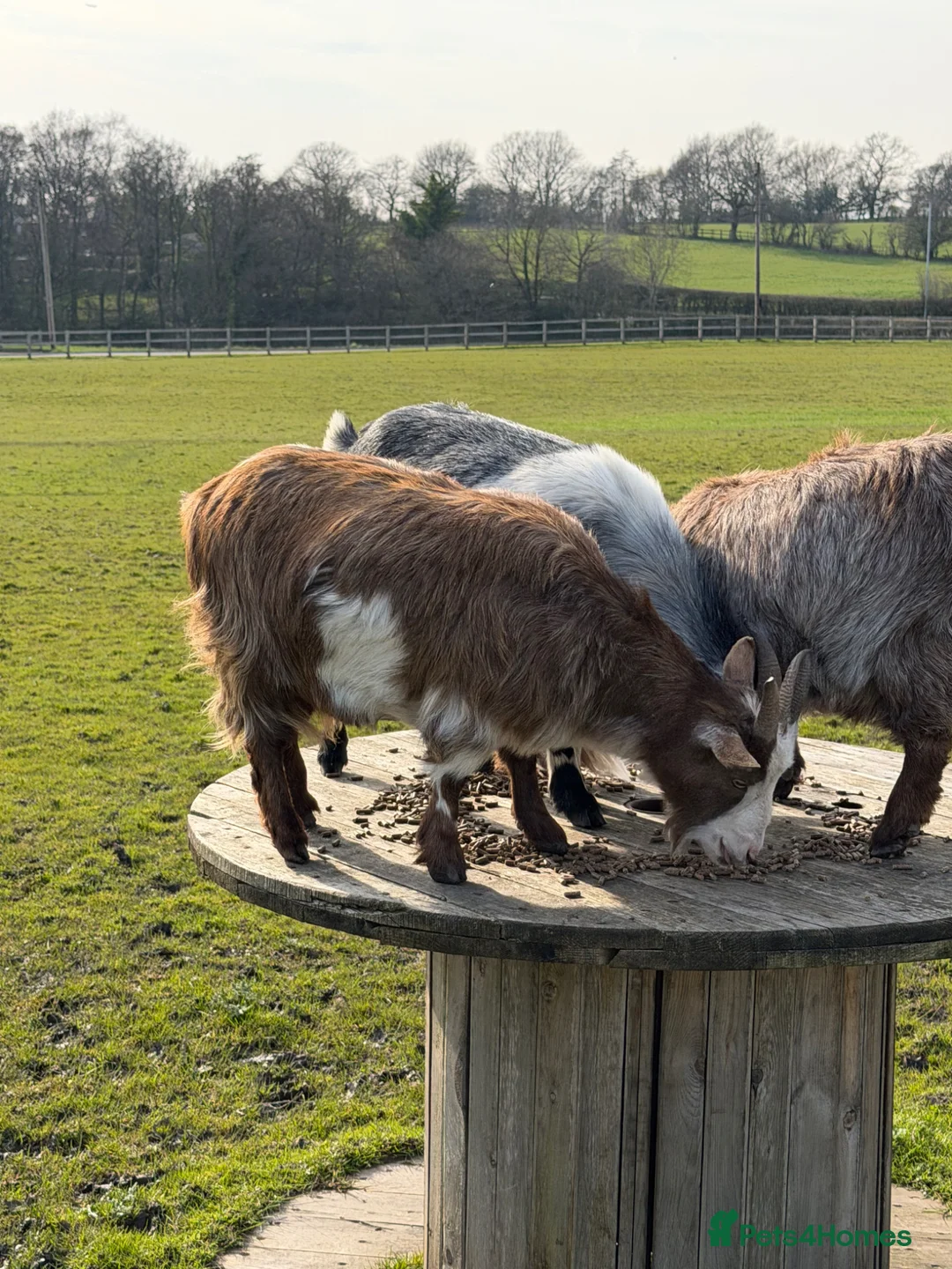 Goats livestock for sale: 4 nanny pigmy goats  in Stockport - Advert 2